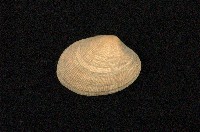 藏品(小眼花簾蛤)的圖片